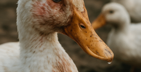 Vogelgriep