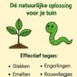 aaltjes kopen