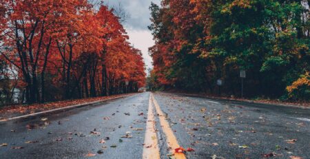 Herfst bladen