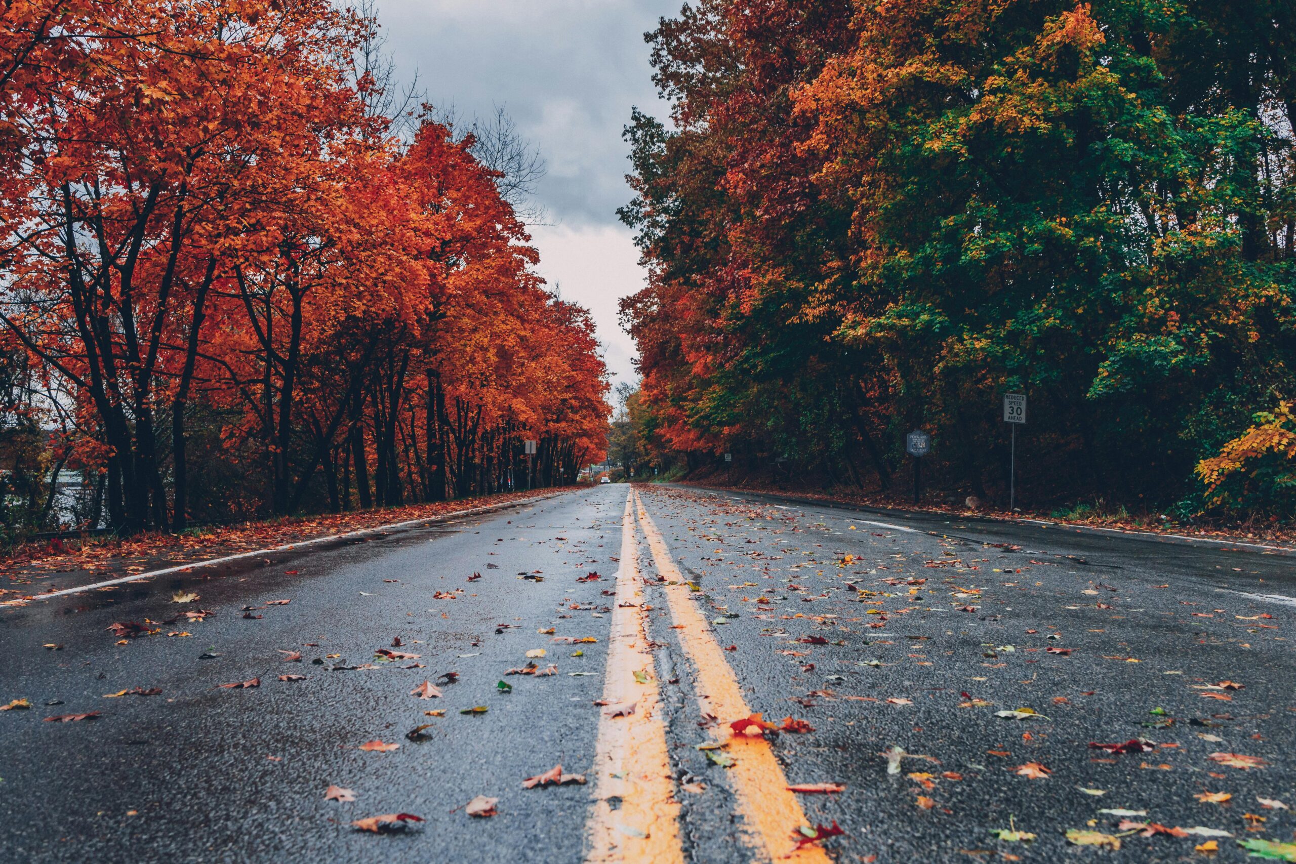 Herfst bladen